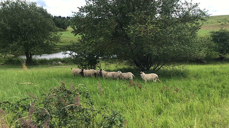 Får på golfbanen