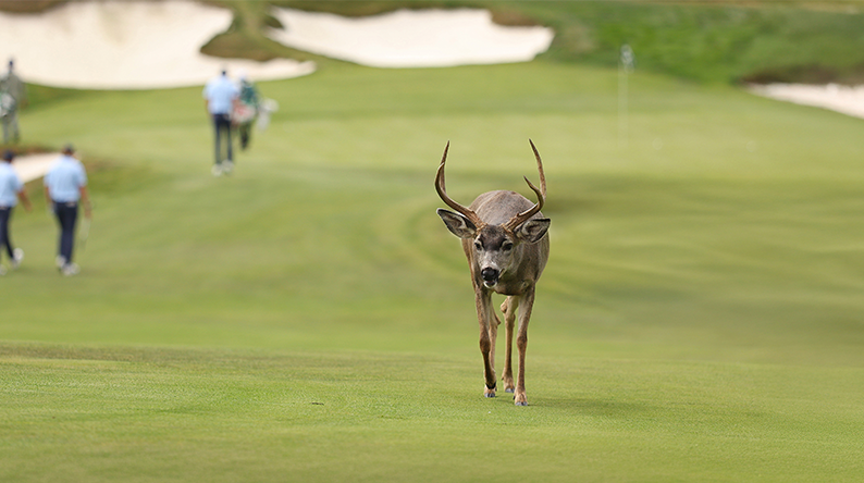 randa dyreliv